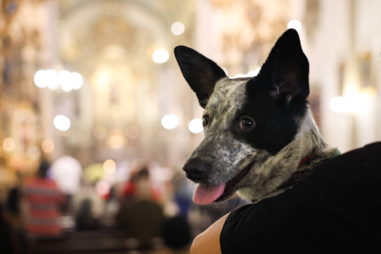 bom-pra-cachorro:-bencaos-e-eventos-de-adocao-marcam-dia-de-sao-francisco-e-dos-animais