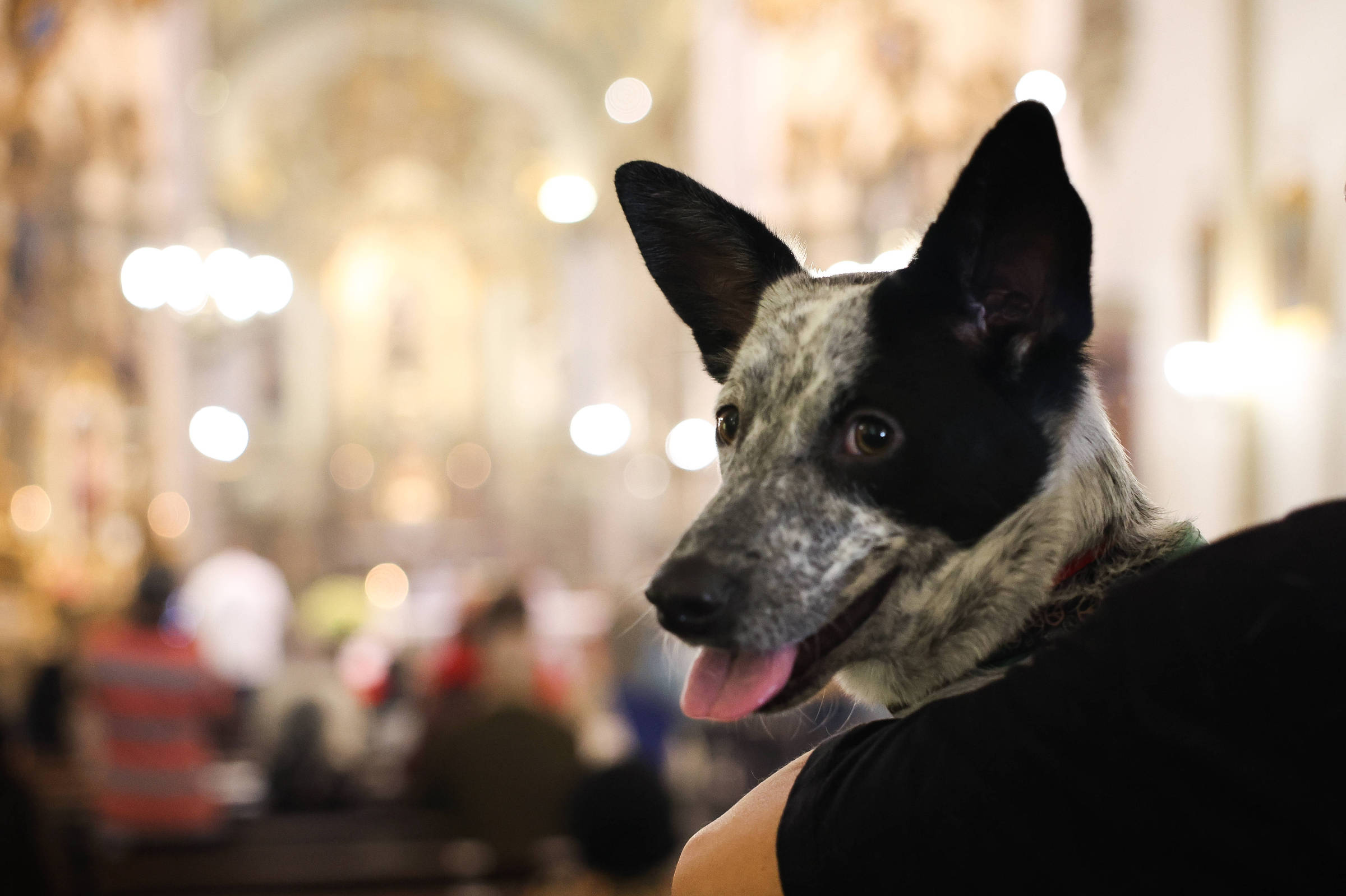bom-pra-cachorro:-bencaos-e-eventos-de-adocao-marcam-dia-de-sao-francisco-e-dos-animais