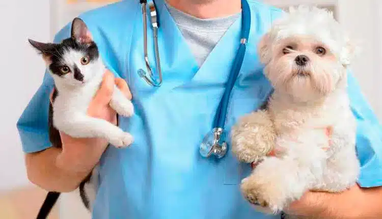 qual-a-idade-certa-para-castrar-seu-pet?