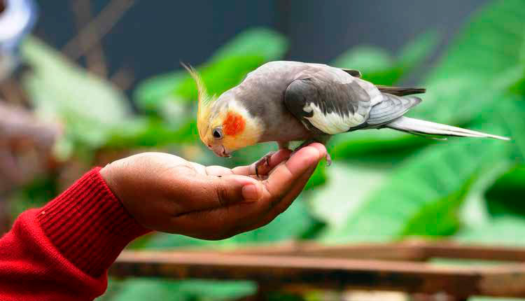 aves-de-estimacao:-ciencia,-cuidado-e-encantamento-nas-casas-brasileiras