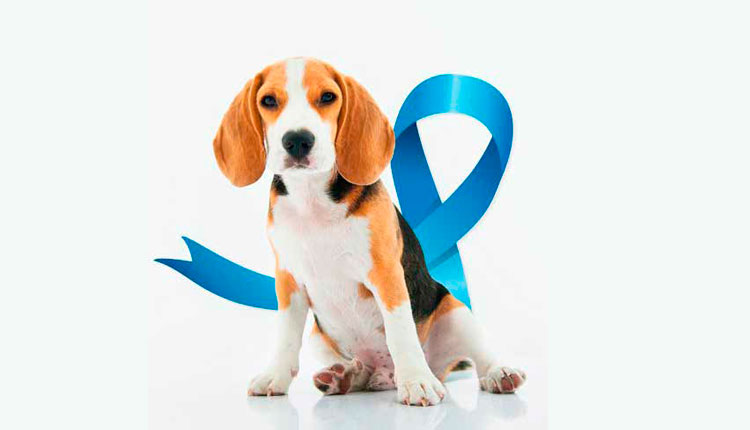 novembro-azul-pet:-o-papel-da-obesidade-na-saude-dos-machos