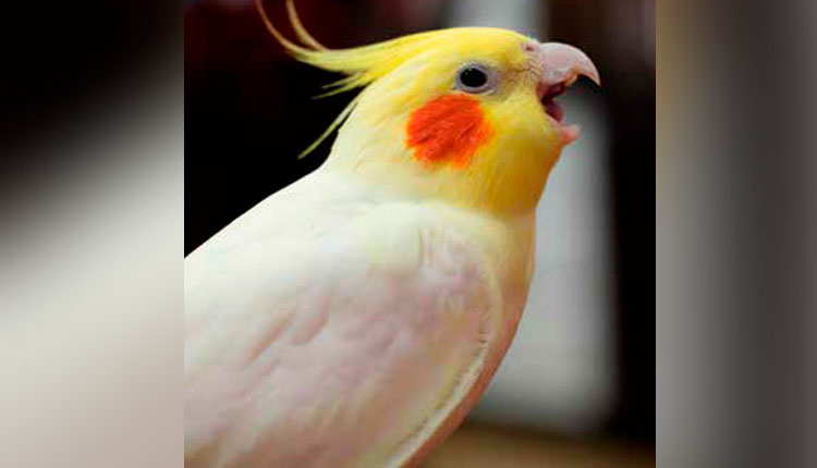 calopsitas-sociais-e-inteligentes