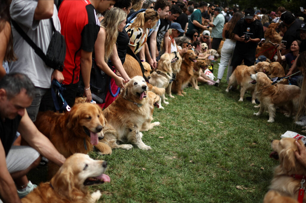 bom-pra-cachorro:-busca-por-recorde-reune-quase-2.400-golden-retrievers-em-parque-de-buenos-aires