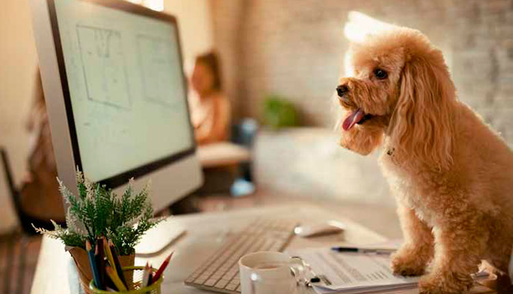 o-ano-do-pet-no-brasil:-mercado-cresce,-busca-por-servicos-e-se-intensifica